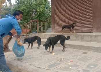 मन्थली बजारमा रहेका सामुदयिक कुकुर बचाउने अभियानमा स्थानीय व्यवासयि