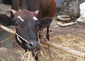 केही मर्ने  १६ भन्दा बढि चौपाया बौलाउने गरेपछि दुरागाउँ र सैपु आतंकित