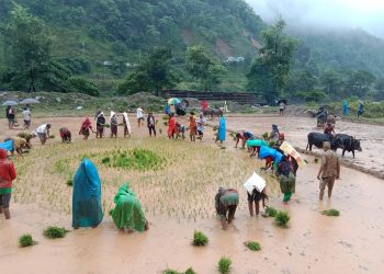 रामेछापका विविध ठाउँमा धान दीवस मनाईयो