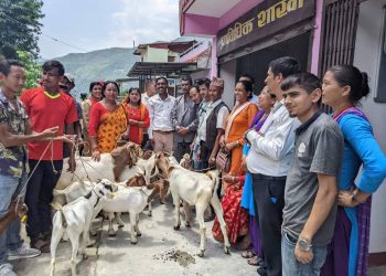 तीन पालिकाका किसानलाई उन्नत जातका वोका पाठा वितरण