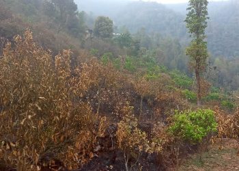 जुनार  बगैँचामा आगलागी  हुँदा लाखौको क्षति
