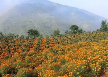 यस वर्षको तिहारमा सयपत्रीको फुल र माला बिकेन