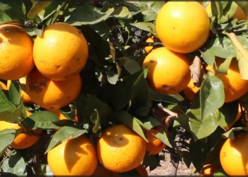 जुनार जोनबाट यस वर्ष वाइस करोड भन्दा बढिको जुनार विक्री हुने