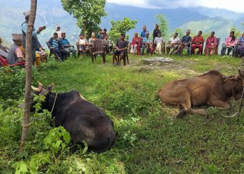 पहिरो पिडितलाई काँग्रेसले दियो राहत स्वरुप हलगोरू
