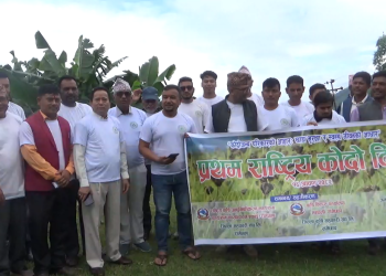 कठजोरमा कोदो रोपेर राष्ट्रिय कोदो दिवस मनाइयो