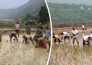 मन्थलीमा छुट्टा छुट्टै धान दिवस मनाइयो मन्थली,१५ असार । खडेरीका बाबजुत पनि रामेछाप मा २३ औं धान दिवस मनाइएको छ ।æजलवायु मैत्री प्रबिधि,धानमा आम्मनिर्भता र सम्बृद्धिÆ भन्ने मुल नाराका साथ रामेछापको मन्थलीमा मन्थली नगरपालिका र अन्य निकायहरूले छुट्टाछुट्टै धान दिवस मनाएका हुन् ।कृषि विकास कार्यालय रामेछाप र राष्टिय कृषि आधुनिकिकरण कार्यक्रम रामेछाप र रामेछाप बहु प्राबिधिक शिक्षालयको संयुक्त आयोजनामा मन्थली नगरपालिका वडा नं– १ स्थित मदौमा धान रोपेर धान दिवस मनाएको छ भने मन्थली नगरपालिकाले वडा नं –५ को छत्तिवनमा धान रोपेर धान दिवस मनाएको हो ।यति बेला सम्म करिब ५० प्रतिशत भन्दा बढि क्षेत्रफलमा धान रोपाई भैसक्नु पर्नेमा यस वर्ष परेको लामो खडेरीका कारण २० प्रतिशत मात्र धान रोपाई भएको कृषि विकास कार्यालय रामेछापका प्रमुख प्रमोद दाहालले बताउनुभयो । उहाँका अनुसार रामेछाप जिल्लामा ७ हजार ८ सय हेक्टर क्षेत्रफलमा धान खेती हुँदै आइरहेको छ । रामेछाप जिल्लाका अन्य पालिकाहरुले पनि आ आफ्नो पालिका क्षेत्र भित्र रहेका विभिन्न फाँटहरुका धान रोपेर धान दिवस मनाको समाचार प्राप्त भएको छ ।